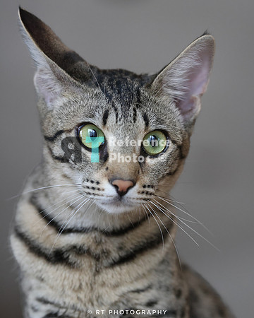 Savannah Cat 'Gaia' of Cattey Savval