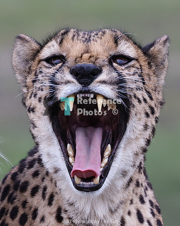 Cheetah yawn