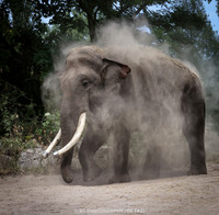 Asian Elephant Bull taking sandbath