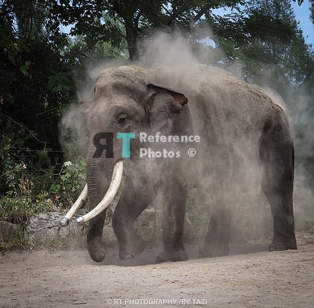 Asian Elephant Bull taking sandbath
