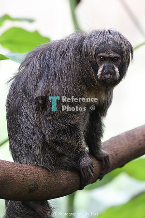 White-faced saki