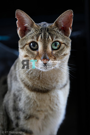 Savannah Cat 'Noa' of Cattey Savval