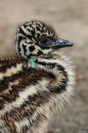 Emu chick