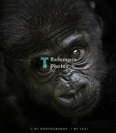 Gorilla baby (Note: small file, but still detailed)