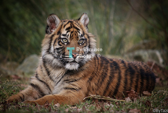 Sumatran tiger cub (Note: earlier work, less detailed than more recent work)