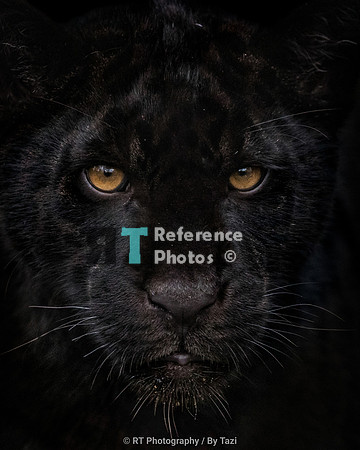 Juvenile Black jaguar (re-editl). Grainy but still very detailed.
