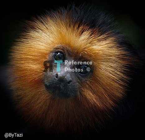 Lion headed tamarin (juvenile).  Note: grainy, but still quite detailed