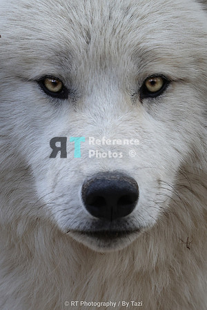Hudson Bay Wolf close up