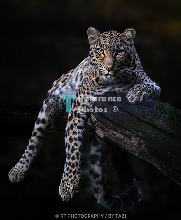Leopard on a branch (colour)