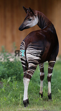 Okapi