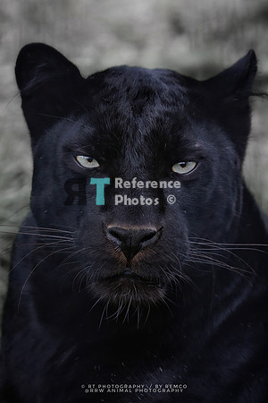 Black leopard
