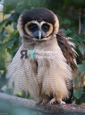 Brown wood owl