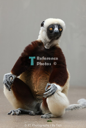 Sifaka