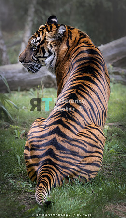 Sumatran tiger