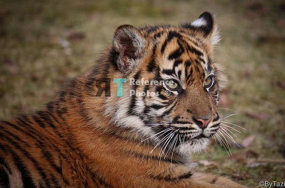 Sumatran tiger cub (Note: earlier work, less detailed than more recent work)