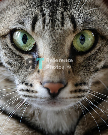 Savannah Cat 'Gaia' of Cattey Savval