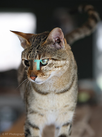 Savannah Cat 'Noa' of Cattey Savval