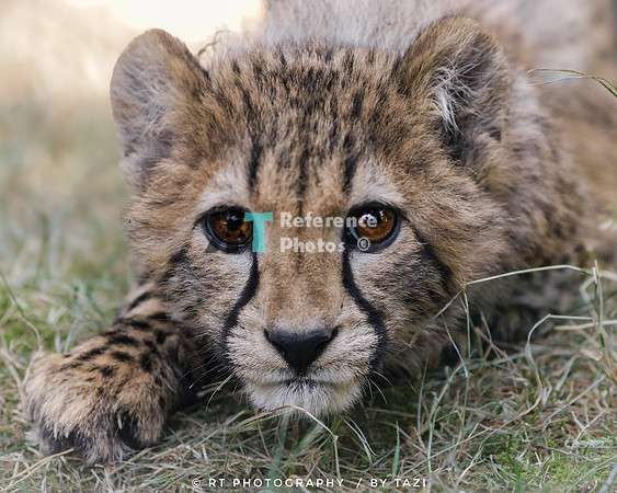 Cheetah cub