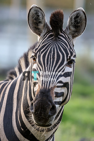 Zebra