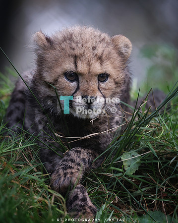 Cheetah cub