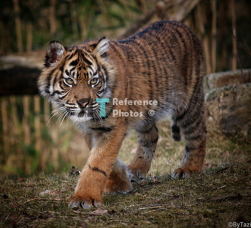 Sumatran tiger cub (Note: earlier work, less detailed than more recent work)