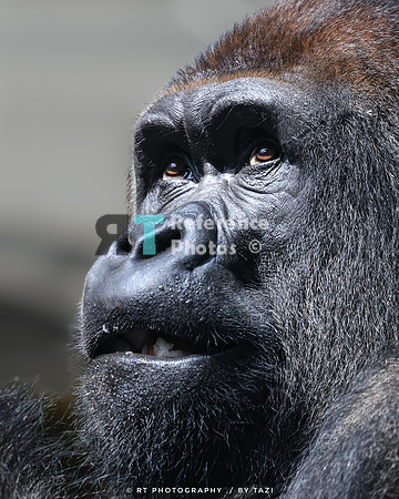 Gorilla