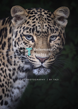Leopardess with blue eyes