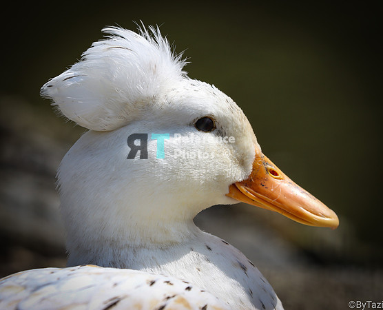 Crested Duck