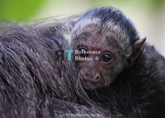 White-faced saki baby