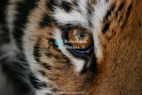 Eye of a tiger cub