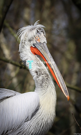 Pelican