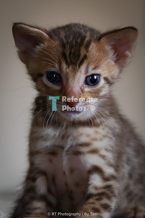 Savannah Cat kitten Apllo at Cattery SavVal.