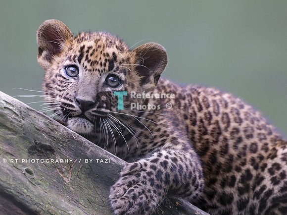 Sri lanka leopard cub