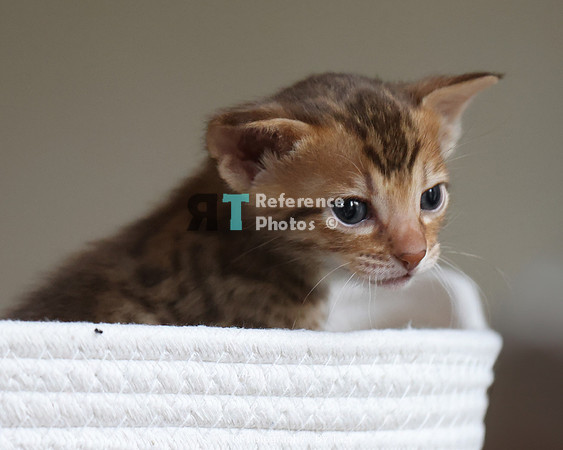 Savannah Cat kitten Apllo at Cattery SavVal.