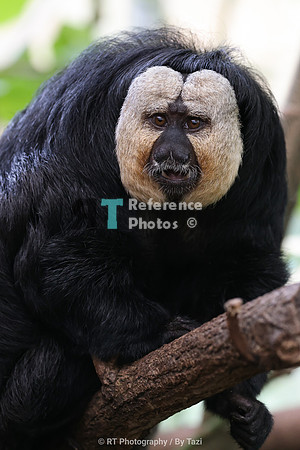White-faced saki