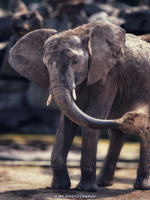 African  Elephant
