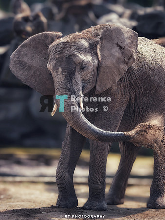 African  Elephant