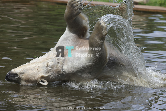 Jumping Polar bear