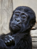 Juvenile Gorilla (grainy, but still quite detailed)