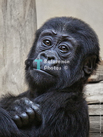 Juvenile Gorilla (grainy, but still quite detailed)