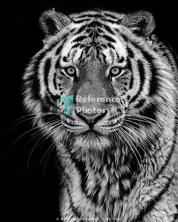 Amur tiger (black & white)
