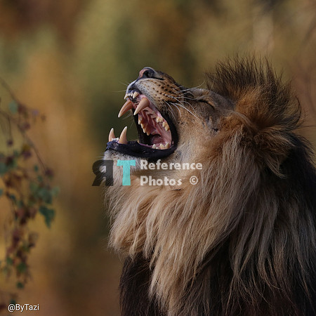 Lion yawning