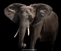 African  Elephant
