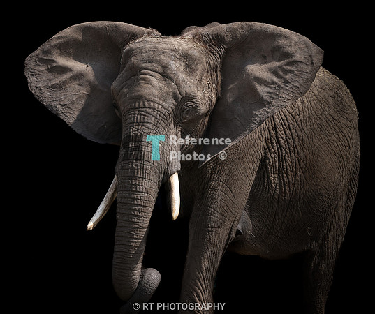African  Elephant