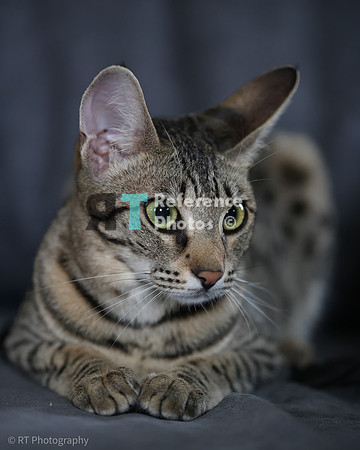 Savannah Cat 'Gaia' of Cattey Savval