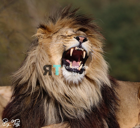 Lion yawning
