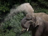 Asian Elephantl taking sandbath
