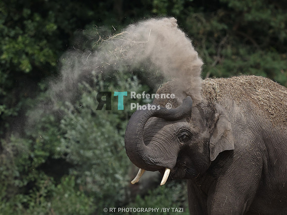 Asian Elephantl taking sandbath