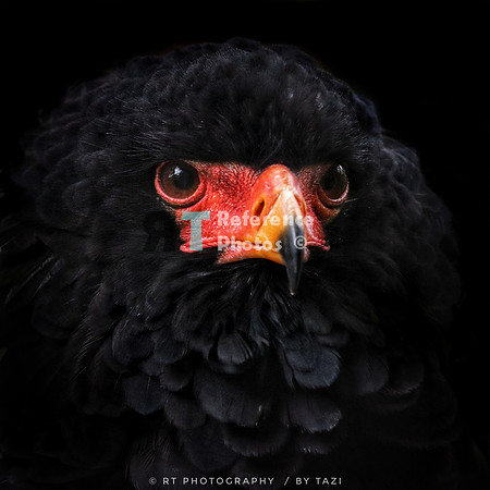 Bateleur Eagle