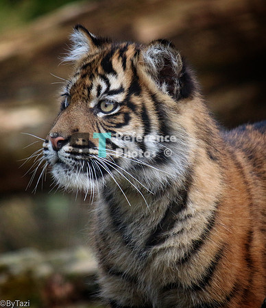 Sumatran tiger cub (Note: earlier work, less detailed than more recent work)